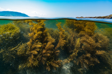 Seaweed,Half water © divedog