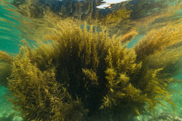 Fototapeta na wymiar Seaweed