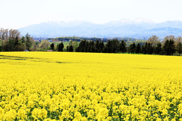 Obraz premium 滝川市の菜の花まつり