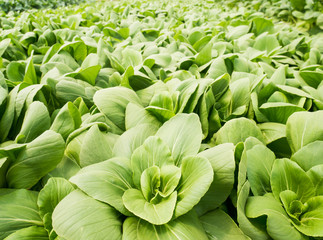 Vegetables hydroponics system in greenhouse, Chinese cabbage or Bok choy