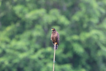 Simeulue serpent eagle (Spilornis cheela abbotti) in Simeulue Island, western Sumatra, Indonesia