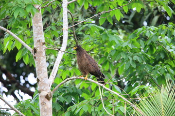 Simeulue serpent eagle (Spilornis cheela abbotti) in Simeulue Island, western Sumatra, Indonesia