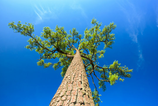 Tree in blue sky taken from low angle