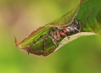 Araneus in the green leaf.