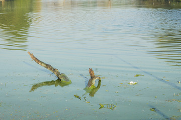 Fototapeta premium royal tank pond