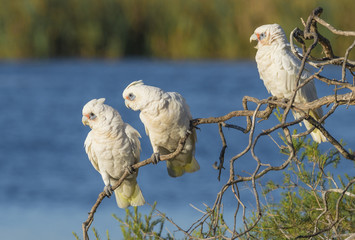 Obraz premium Three Little Corellas