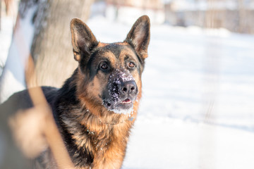 Dog german shepherd in a winter day
