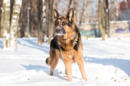 Dog german shepherd in a park in a winter