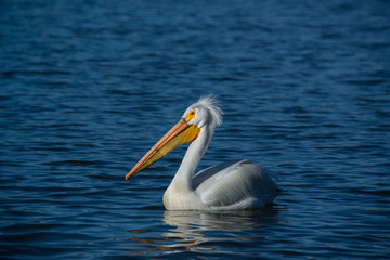 Fototapeta na wymiar American white pelicans migrate through Colorado every spring
