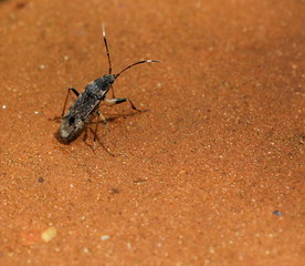 insect