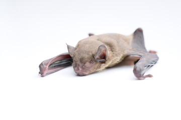 small bat in front of white background, close up studio shot with copy space.