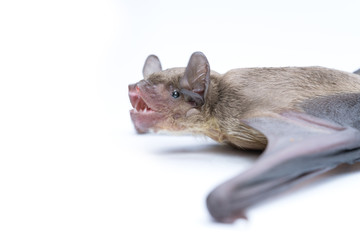 small bat in front of white background, close up studio shot with copy space.