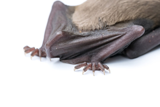 Close up shot of Bat tail on white background.