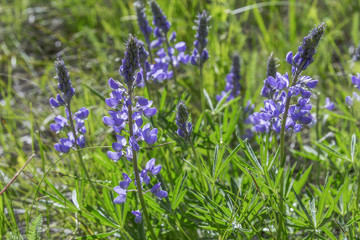 Mountain Lupine