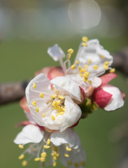 Flowering of apricot