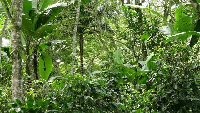 Coffee plantation with banana trees
