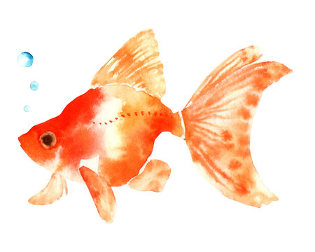 金魚 Images Browse 10 413 Stock Photos Vectors And Video Adobe Stock