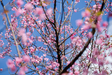Wild Himalayan Cherry