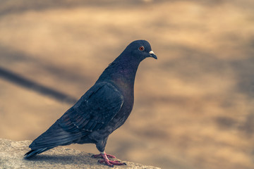 Close-Up Of Pigeon standing on stone.
