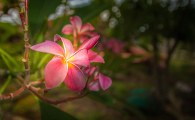Fototapeta na wymiar Pink flower and green leaves on sunlight.
