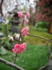 Sakura flowers