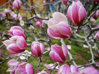 Flowers in the Spring