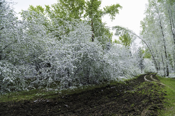 Green leaves of the trees and grass covered with snow