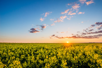 Rapeseed field at sunset