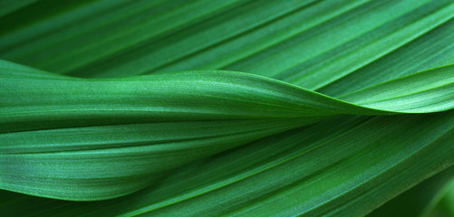 Fototapety  Zielone liście na tle