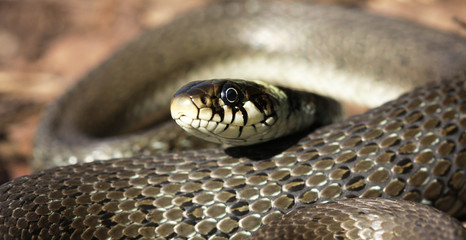 Common Snake (Natrix natrix) 1