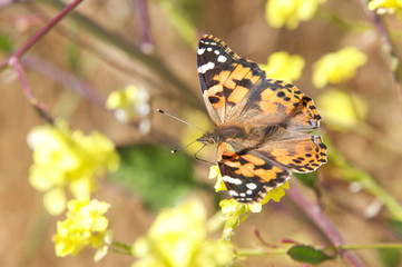 Fototapeta na wymiar The Cynthia group of colourful butterflies, commonly called painted ladies, comprises a subgenus of the genus Vanessa in the family Nymphalidae. Drinking nectar from mustard plant flowers.