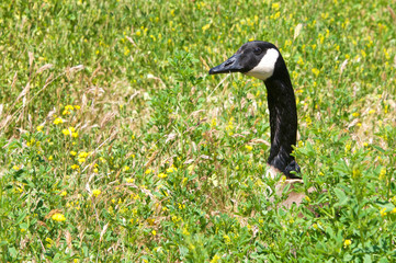 Canada Goose peaking up out of tall grass. Extremely successful at living in human-altered areas, Canada geese have proven able to establish breeding colonies in urban and cultivated areas.