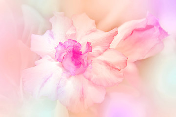 Blurred beautiful flower soft color in pastel for background