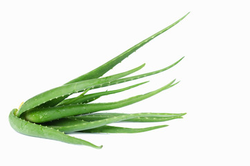 aloe vera plant on white background