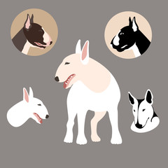 Bull Terrier vector illustration style Flat set