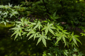 新緑のもみじ