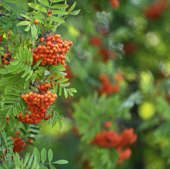 Fruits of rowan