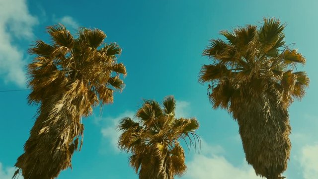 View of a palm trees against a blue sky during a windy day. 4K color graded footage