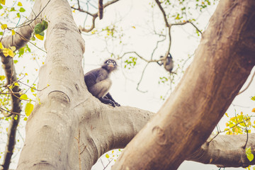 Prachuap Khiri Khan tourist attraction - dusky leaf monkey (Trachypithecus obscurus). Thoughtful...