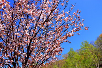 Wild cherry tree of Otaru Asari Dam in Hokkaido