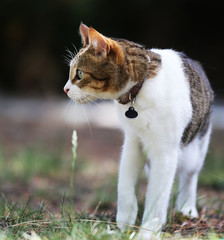 Domestic Hunting Cat