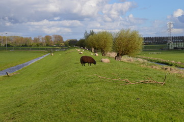 Sheeps In The Grass