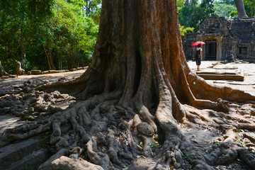 Ta Phrom  Temple Tomb Raider in Siem Reap, Cambodia