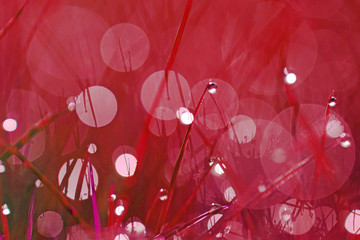 Abstract red  gradient bokeh  With drops background