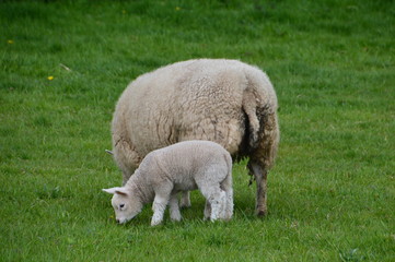 Mother And Lamb