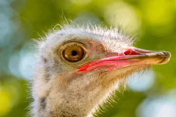 Crédence de cuisine en verre imprimé Autruche  animal big bird of an ostrich
