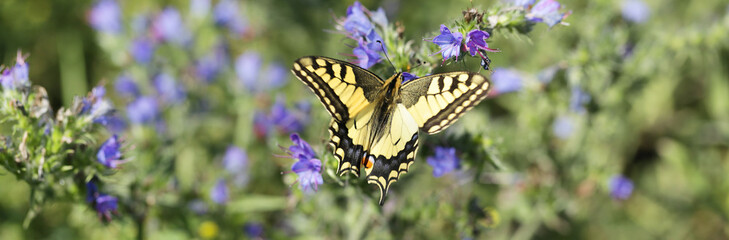 Queen's Papilio (Papilio machaon)