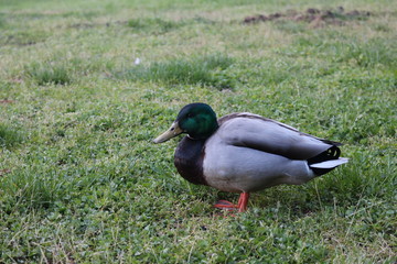 Obraz premium Duck sleeping