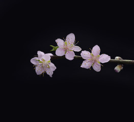 cherry blossom sakura on black