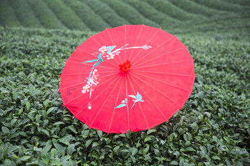 Colorful Japanese style umbrella on green tea hill